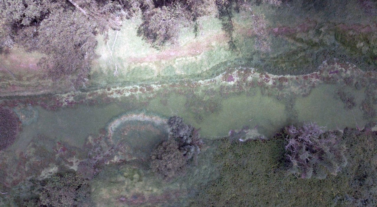 Testigos del agua